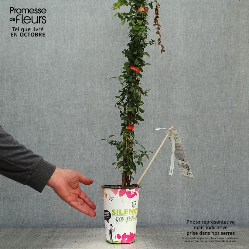 Esemplare di Pyracantha SAPHYR Orange Vaso da 2L/3L come consegnato in autunno
