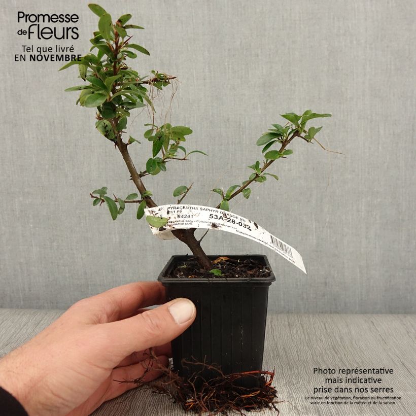 Esemplare di Pyracantha SAPHYR Orange Vasetto da 8/9 cm come consegnato in autunno