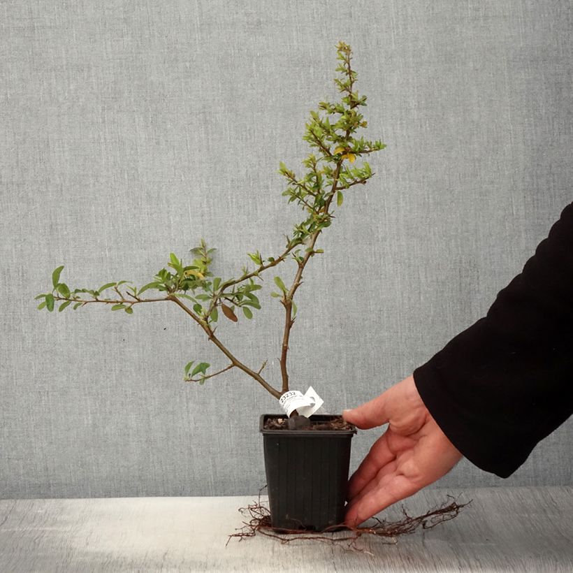 Pyracantha SAPHYR Orange Vasetto da 8/9 cm esemplare consegnato in primavera