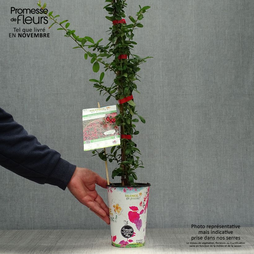 Esemplare di Pyracantha SAPHYR Rouge Vaso da 2L/3L come consegnato in autunno