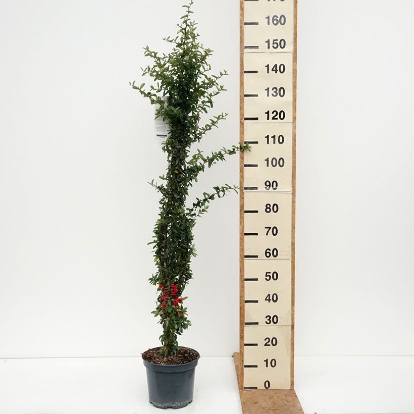Esemplare di Pyracantha SAPHYR Rouge Vaso da 7,5L/10L come consegnato in autunno
