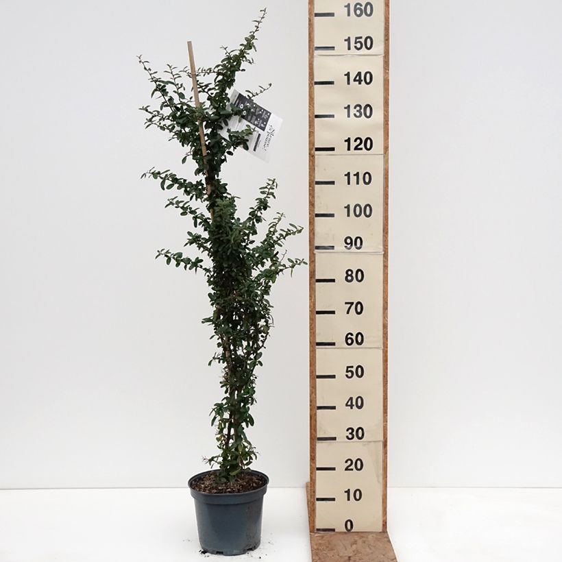 Pyracantha SAPHYR Rouge Vaso da 7,5L/10L esemplare consegnato in inverno