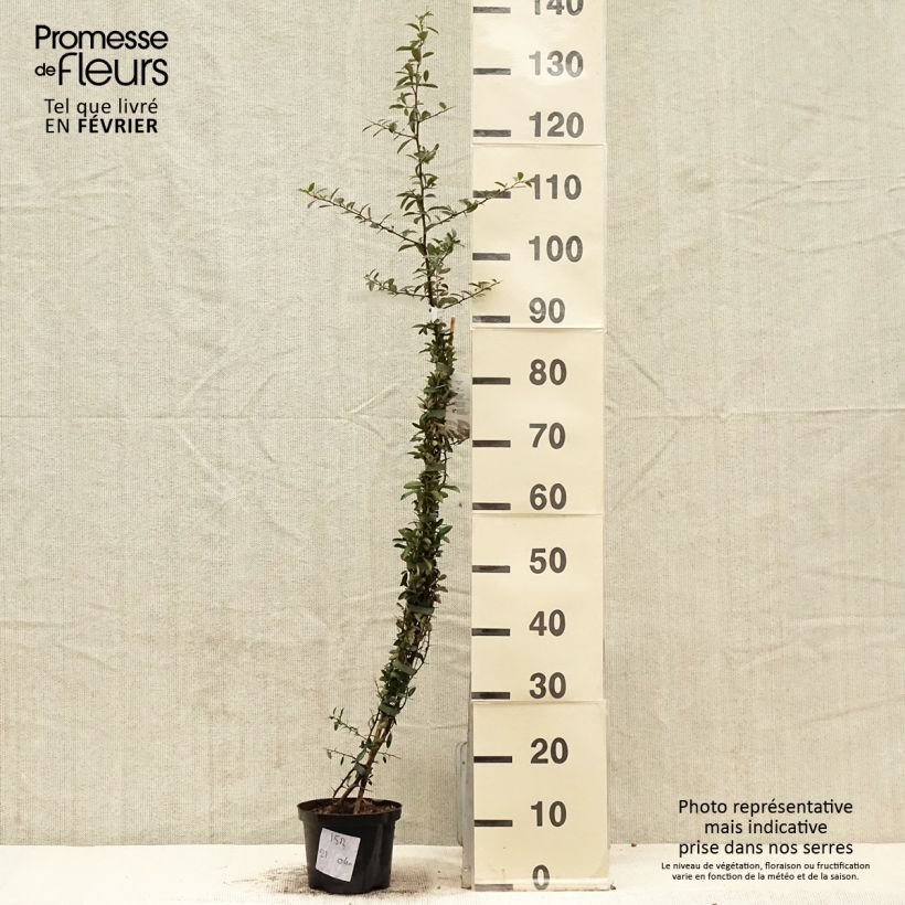 Pyracantha Soleil d'or Vaso da 2L/3L esemplare consegnato in inverno