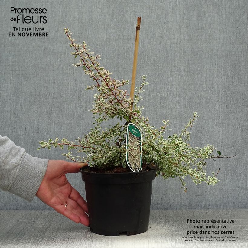 Esemplare di Pyracantha Sparkler Vaso da 2L/3L come consegnato in autunno