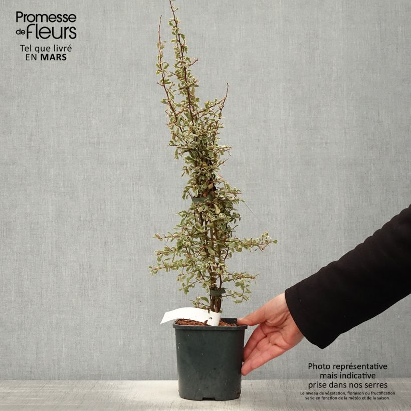 Pyracantha Sparkler Vaso da 2L/3L esemplare consegnato in primavera