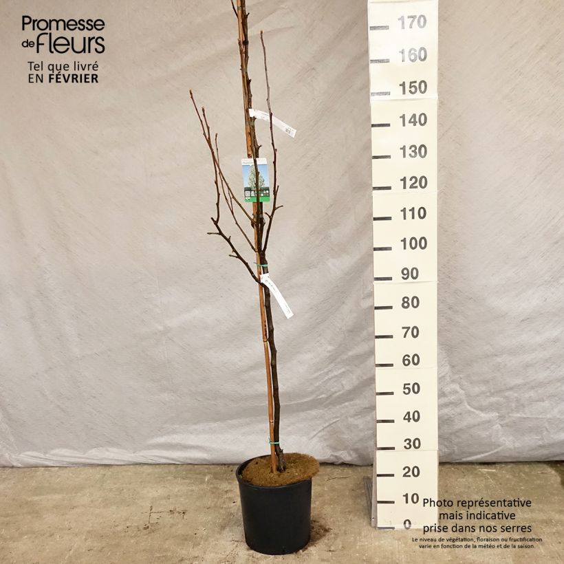 Pyrus alleryana Chanticleer - Pero da fiore Vaso da 12L/15L esemplare consegnato in inverno