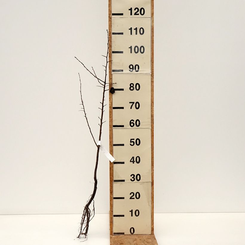 Pyrus pyraster - Pero selvatico Piante piccole a radice nuda esemplare consegnato in inverno