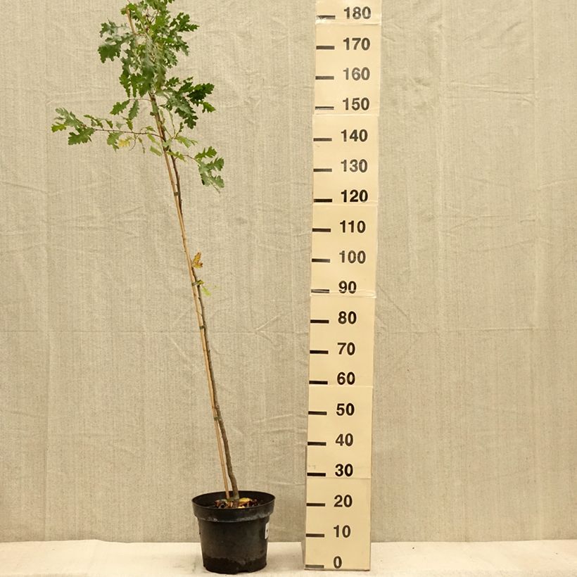 Esemplare di Quercus cerris - Cerro Vaso da 7,5L/10L come consegnato in autunno