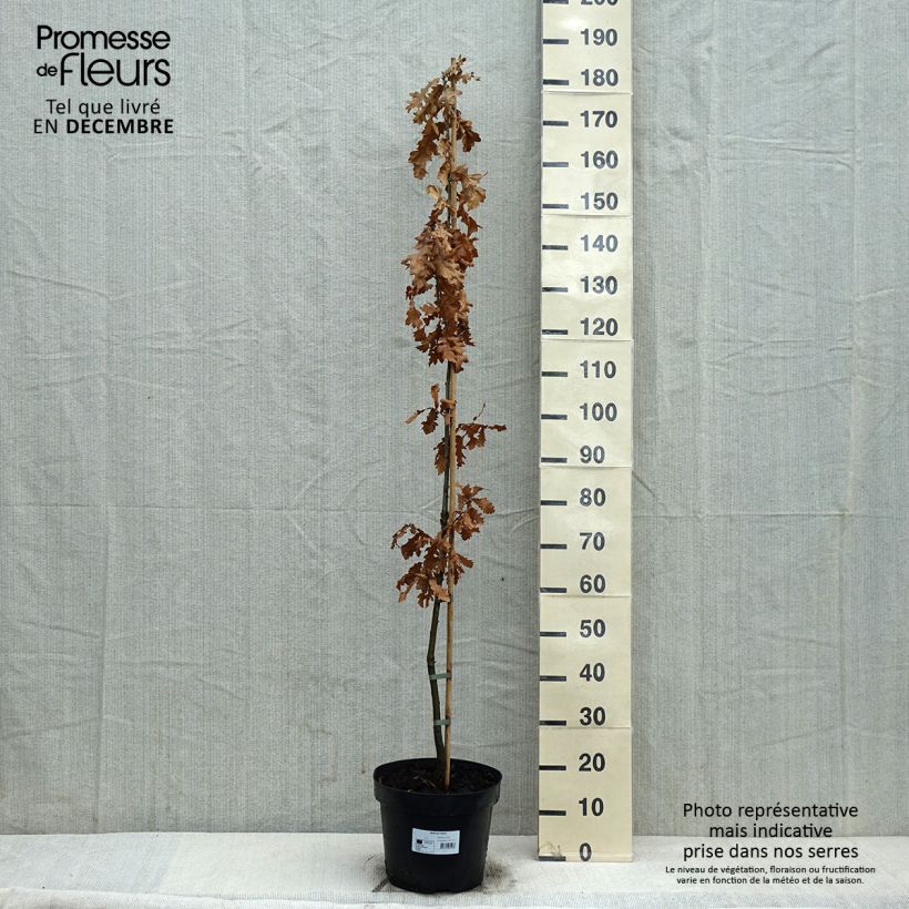 Quercus cerris - Cerro Vaso da 7,5L/10L esemplare consegnato in inverno