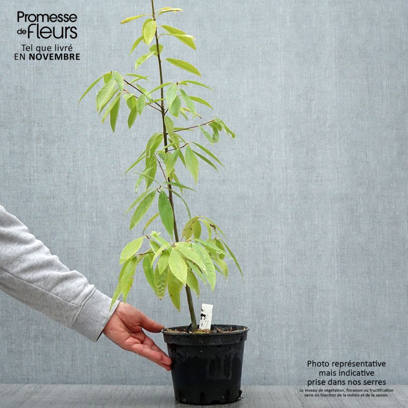 Esemplare di Quercus myrsinifolia - Quercia Vaso da 3L/4L come consegnato in autunno