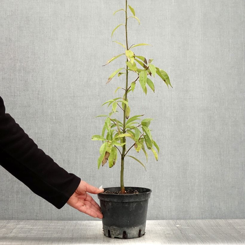 Quercus myrsinifolia - Quercia Vaso da 3L/4L esemplare consegnato in primavera