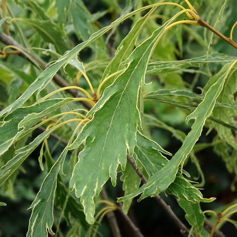 Quercus petraea Insecata - Quercia rovere (Fogliame)