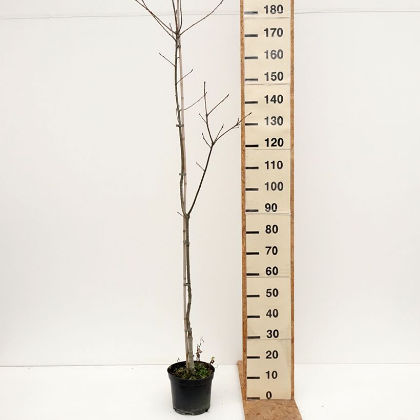 Esemplare di Quercus petraea Insecata - Quercia rovere Vaso da 4L/5L come consegnato in autunno