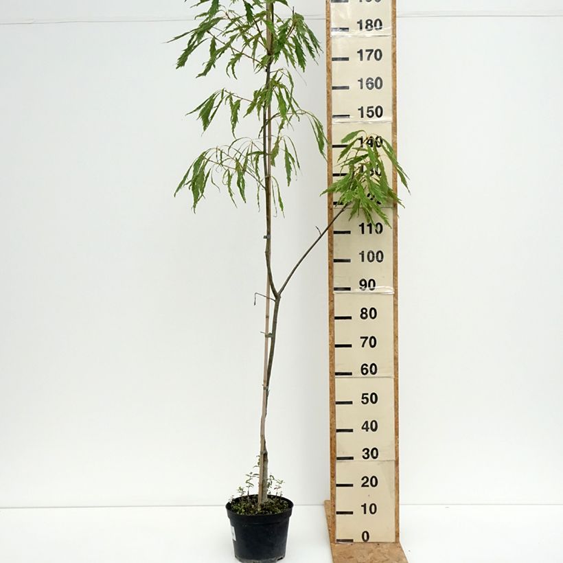 Esemplare di Quercus petraea Insecata - Quercia rovere Vaso da 4L/5L consegnato in estate