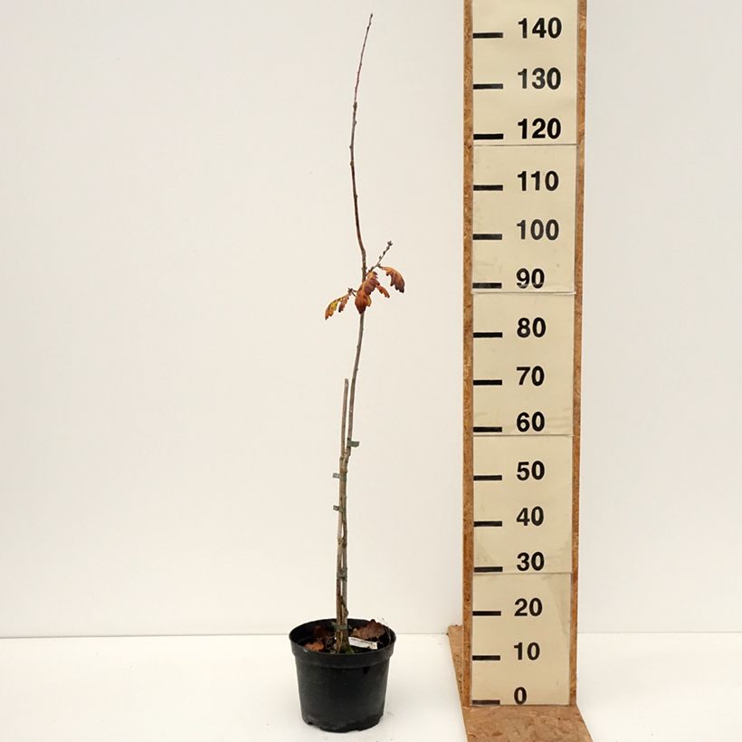 Esemplare di Quercus robur Cucullata - Farnia Vaso da 4L/5L come consegnato in autunno