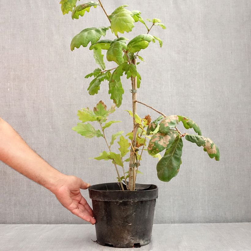 Esemplare di Quercus robur Cucullata - Chêne pédonculé Vaso da 4L/5L consegnato in estate