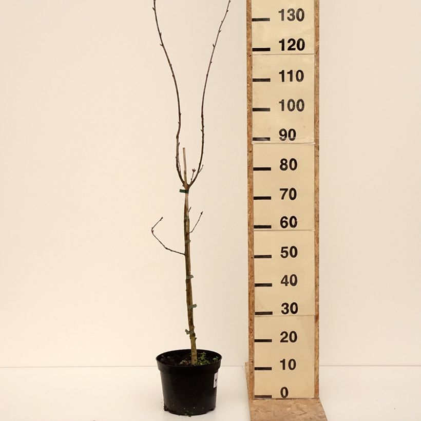 Quercus robur Cucullata - Farnia Vaso da 4L/5L esemplare consegnato in inverno