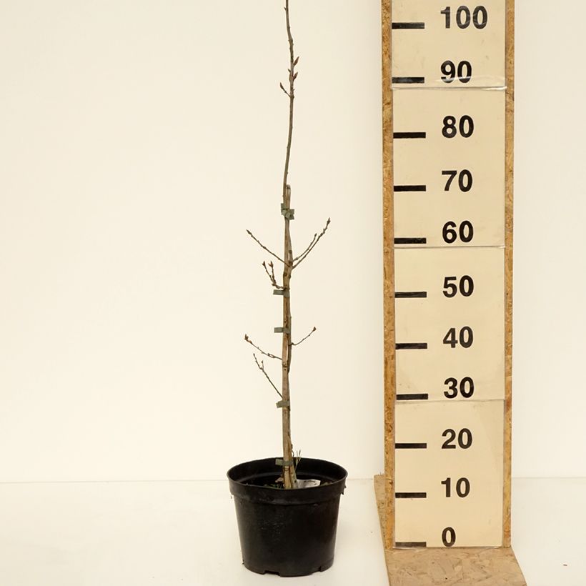 Quercus robur Cucullata - Farnia Vaso da 4L/5L esemplare consegnato in primavera