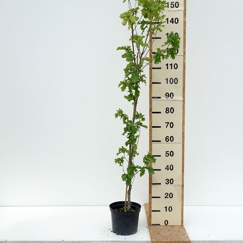 Esemplare di Quercus robur Facrist - Chêne pédonculé Vaso da 4L/5L consegnato in estate