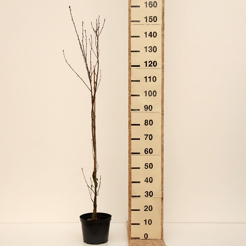 Quercus robur Facrist - Farnia Vaso da 4L/5L esemplare consegnato in inverno