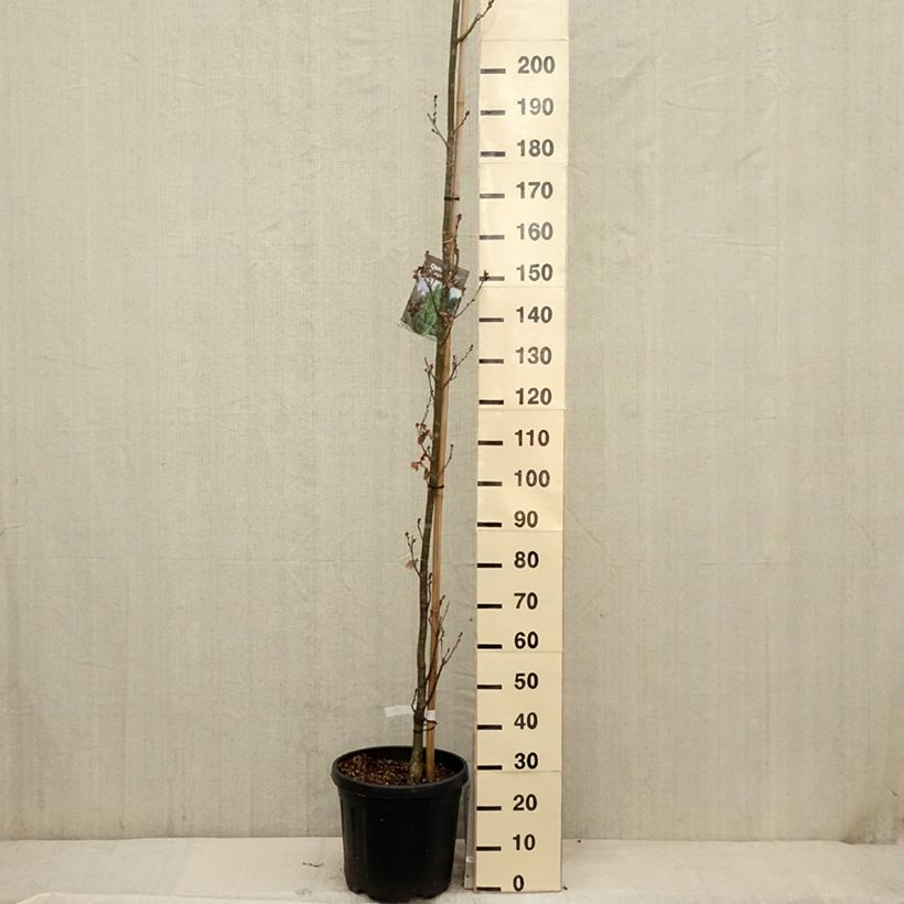 Quercus robur Fastigiata Koster - Farnia Vaso da 20L/25L esemplare consegnato in primavera