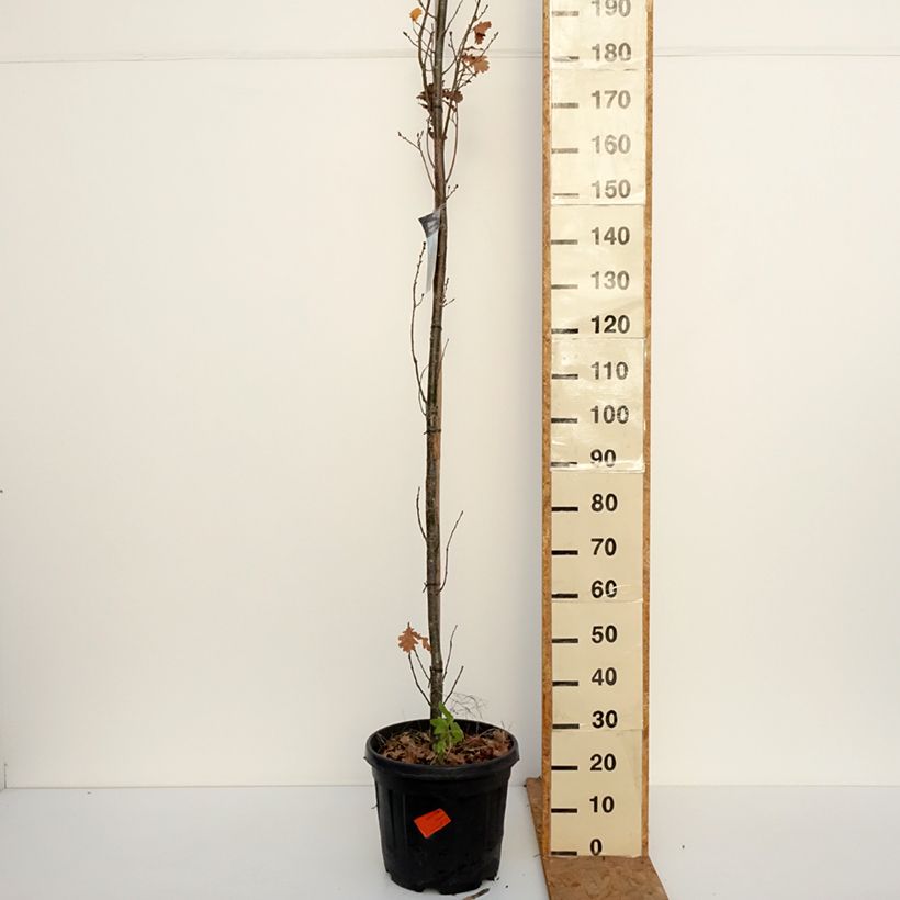 Esemplare di Quercus robur Fastigiata Koster - Farnia Vaso da 20L/25L come consegnato in autunno