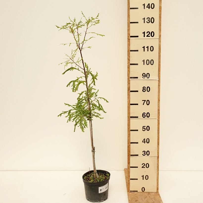 Esemplare di Quercus robur Pectinata - Farnia Vaso da 4L/5L consegnato in estate