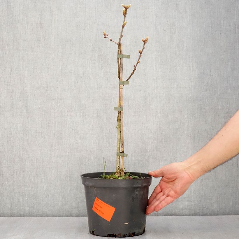 Quercus robur Pectinata - Farnia Vaso da 4L/5L esemplare consegnato in primavera