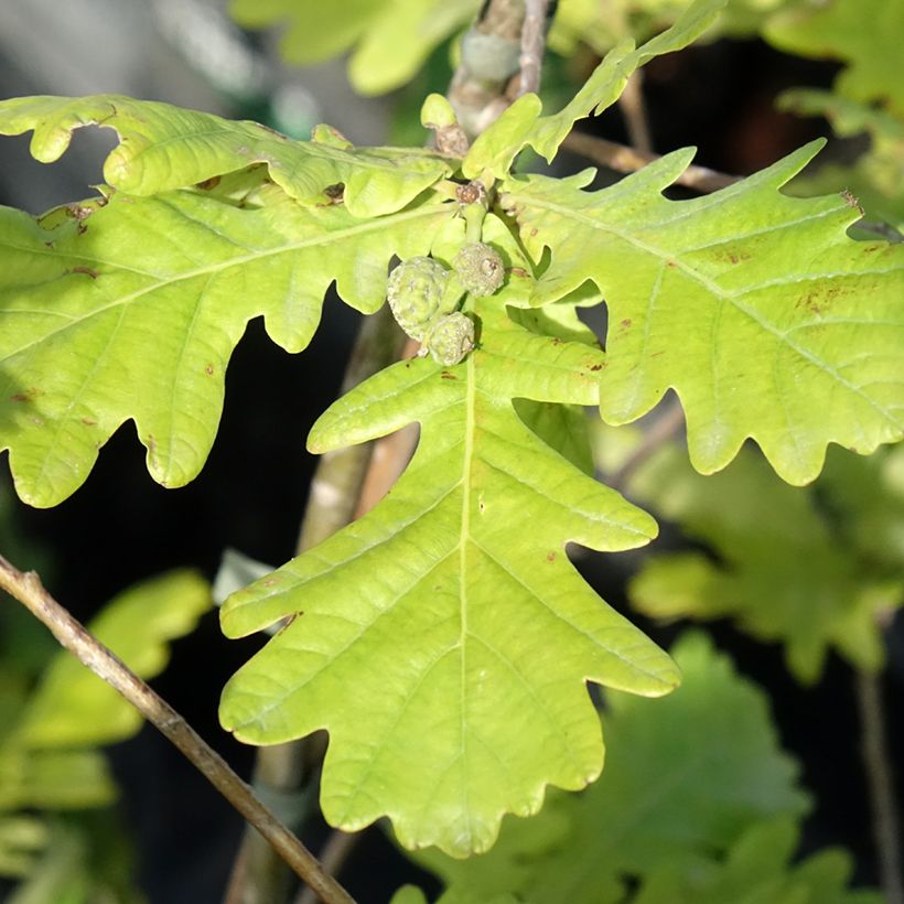 Quercus robur Rita's Gold - Farnia (Fogliame)