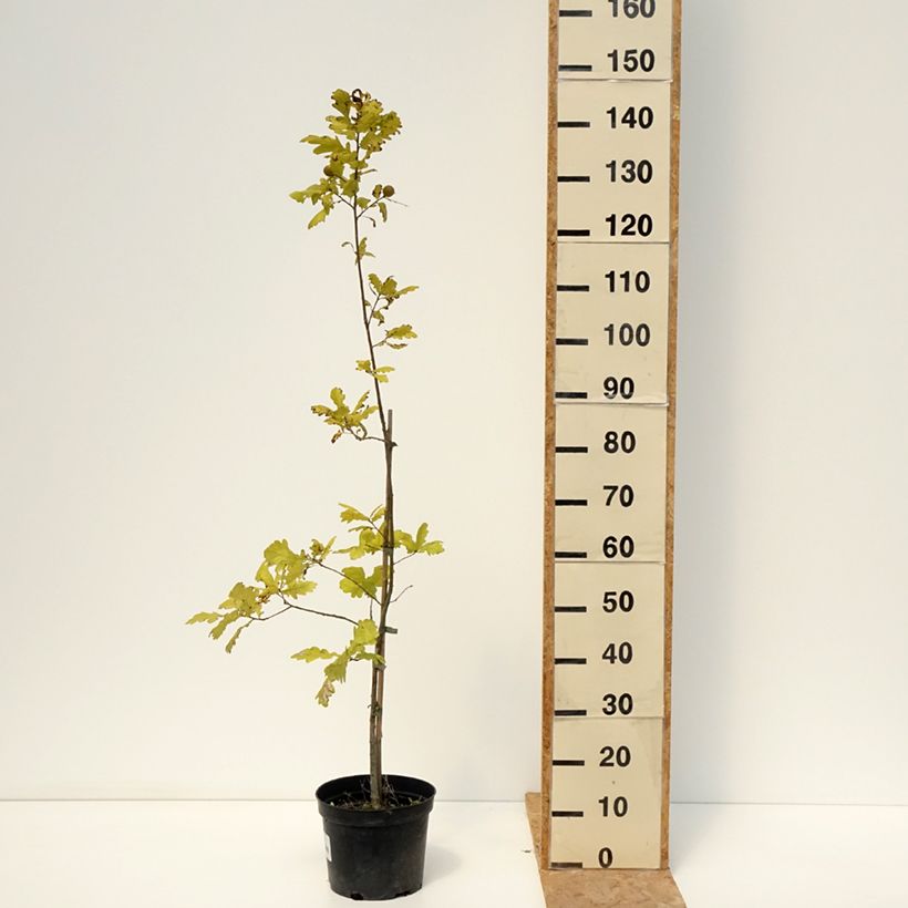 Esemplare di Quercus robur Rita's Gold - Chêne pédonculé doré Vaso da 4L/5L consegnato in estate