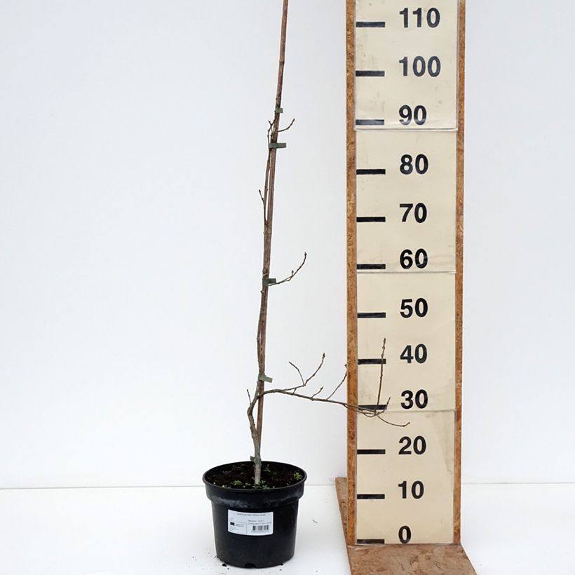 Quercus robur Rita's Gold - Farnia Vaso da 4L/5L esemplare consegnato in inverno