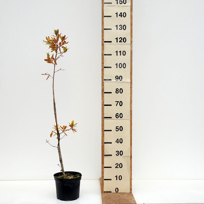 Esemplare di Quercus robur Salicifolia - Farnia Vaso da 4L/5L come consegnato in autunno