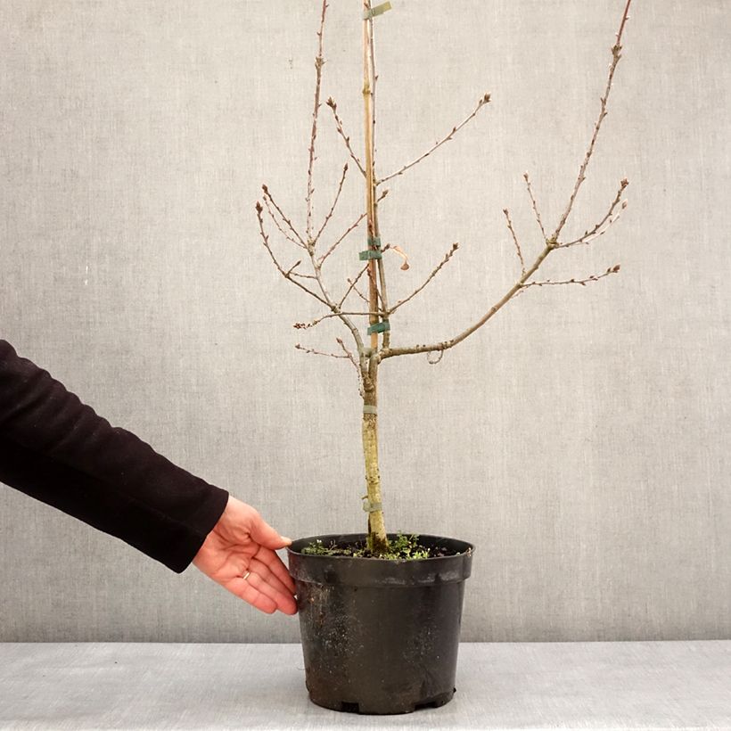 Quercus robur Salicifolia - Chêne pédonculé Vaso da 4L/5L esemplare consegnato in inverno