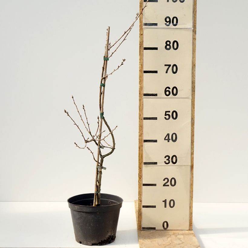 Quercus robur Salicifolia - Farnia Vaso da 4L/5L esemplare consegnato in primavera
