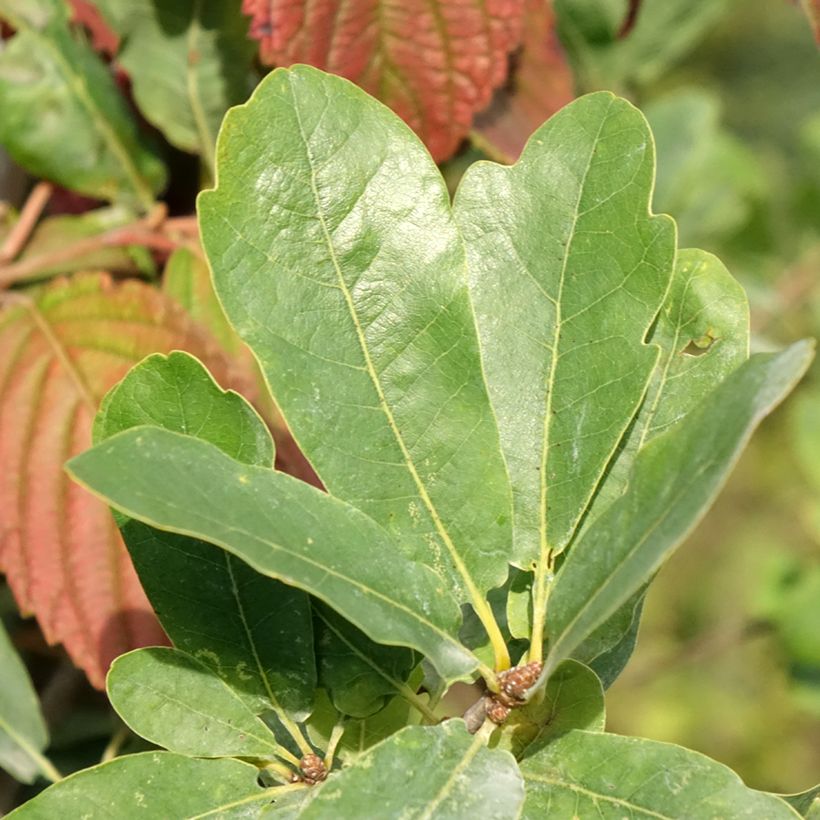 Quercus robur Strypemonde - Farnia (Fogliame)