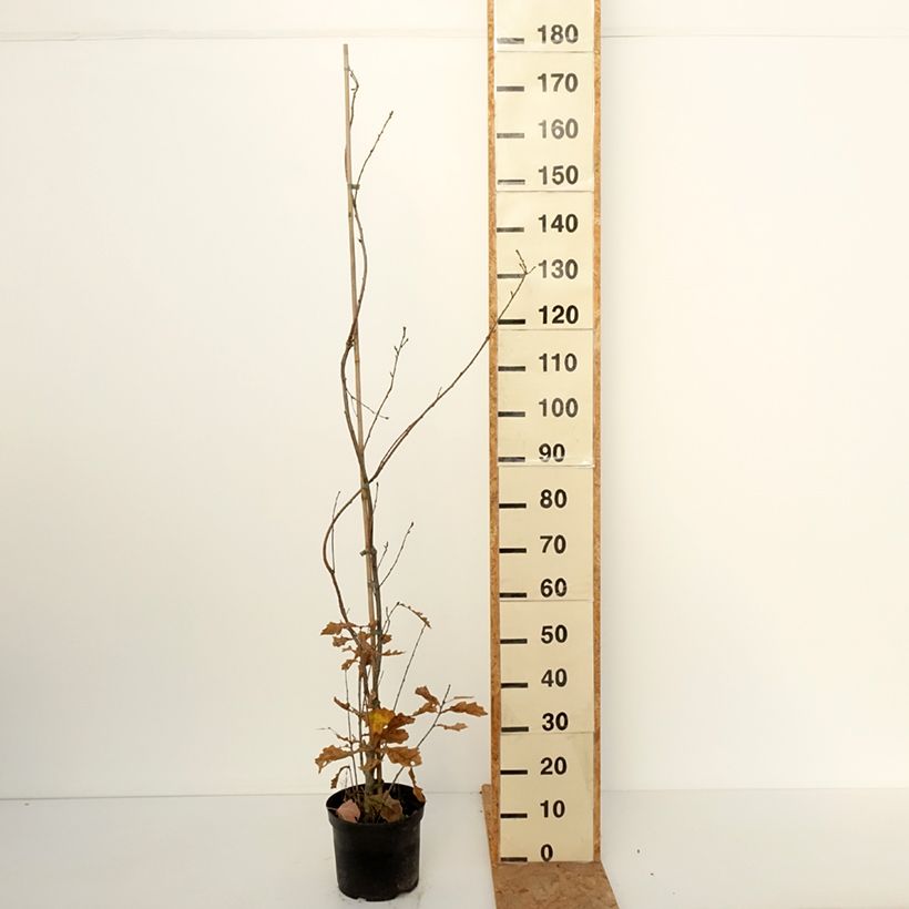 Esemplare di Quercus robur Strypemonde - Farnia Vaso da 4L/5L come consegnato in autunno