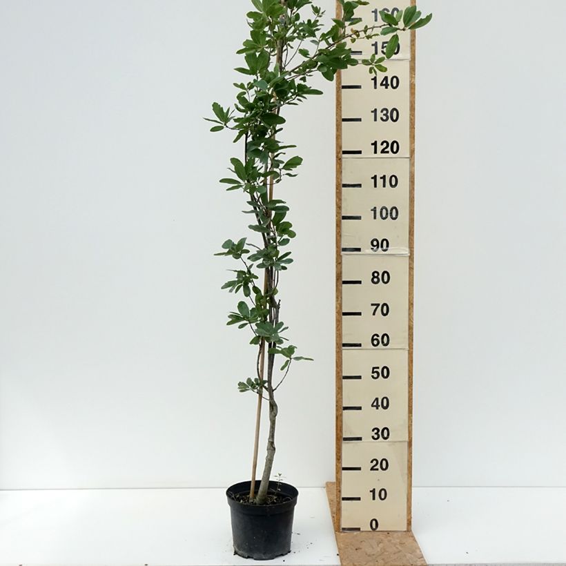 Esemplare di Quercus robur Strypemonde - Chêne pédonculé Vaso da 4L/5L consegnato in estate