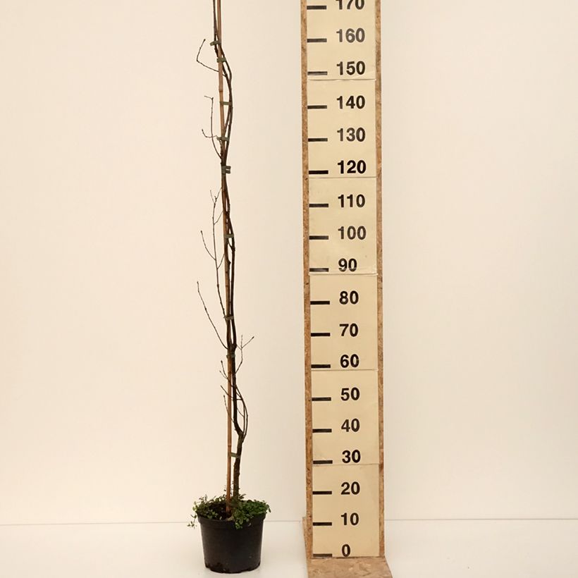 Quercus robur Strypemonde - Farnia Vaso da 4L/5L esemplare consegnato in inverno