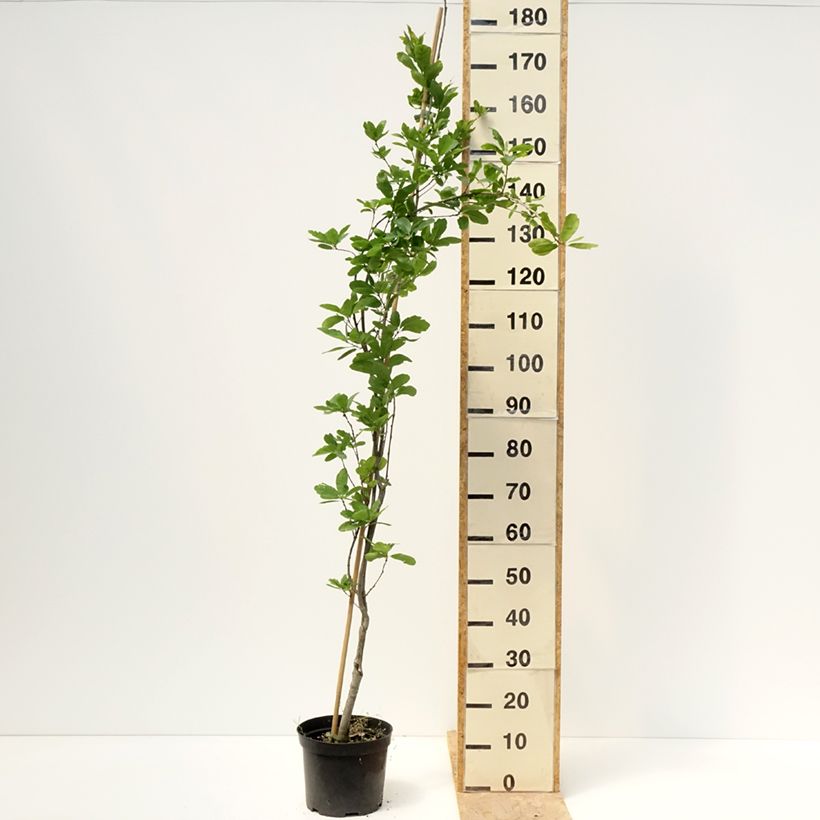 Quercus robur Strypemonde - Farnia Vaso da 4L/5L esemplare consegnato in primavera