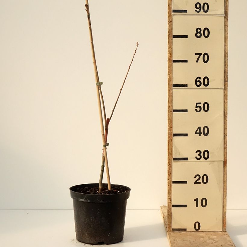 Quercus rubra Wolfsdonk's Pride - Quercia rossa Vaso da 7,5L/10L esemplare consegnato in inverno