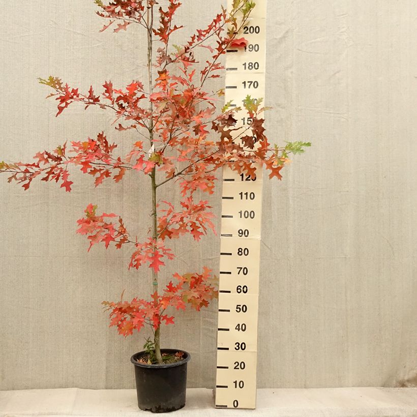 Esemplare di Quercus texana New Madrid - Quercia Vaso da 7,5L/10L come consegnato in autunno