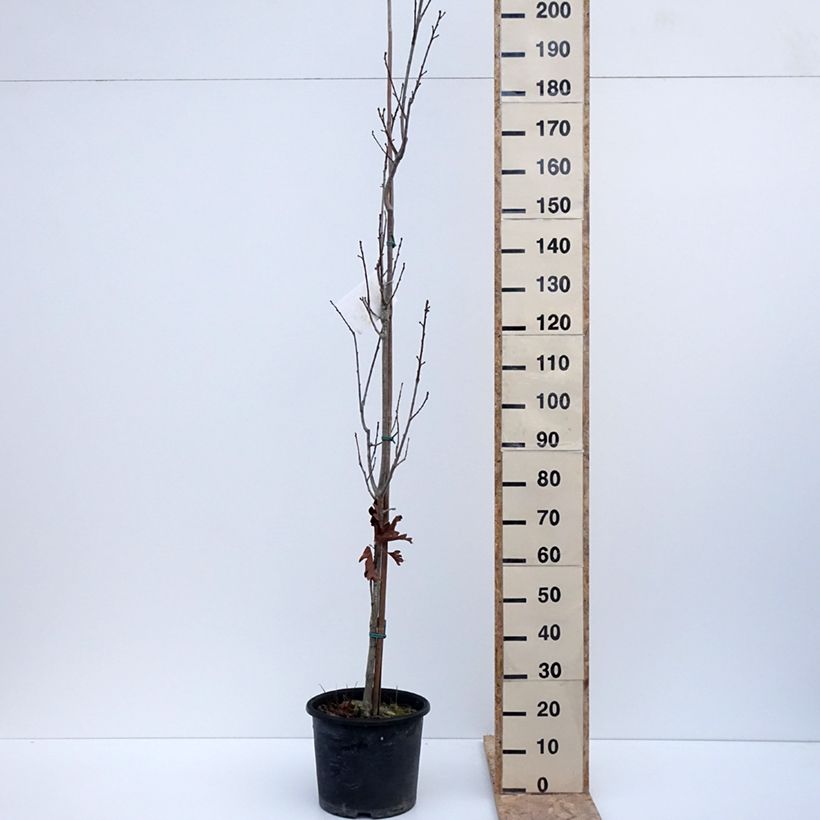 Quercus warei Chimney Fire - Quercia Vaso da 12L/15L esemplare consegnato in inverno