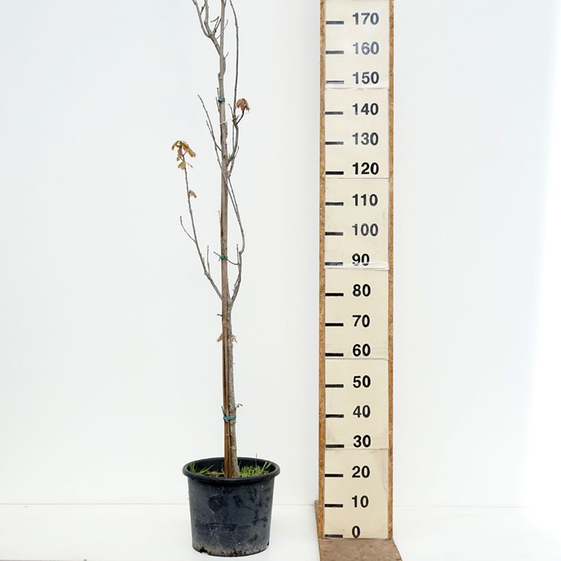 Quercus warei Chimney Fire - Quercia Vaso da 12L/15L esemplare consegnato in primavera