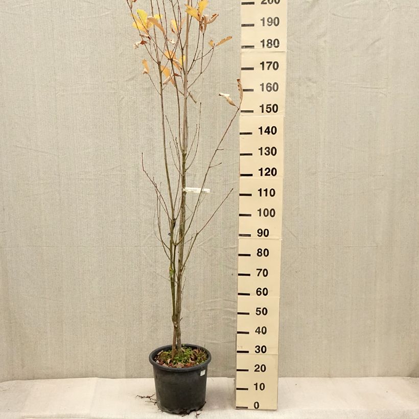 Esemplare di Quercus warei Windcandle - Quercia Vaso da 12L/15L come consegnato in autunno