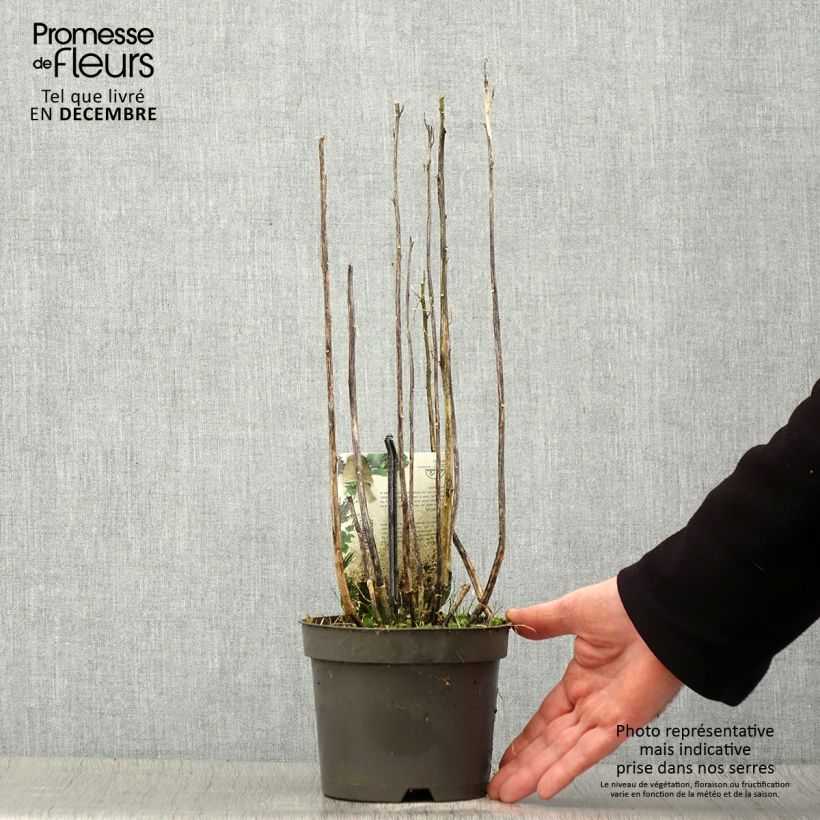 Chenopodium quinoa - Quinoa Vaso da 1,5L/2L esemplare consegnato in inverno