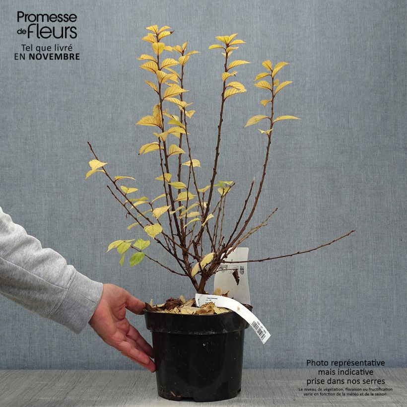 Esemplare di Prunus tomentosa - Ciliegio di Nanchino Vaso da 2L/3L come consegnato in autunno
