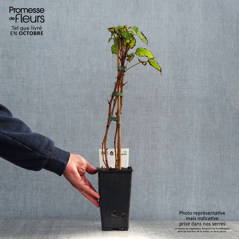 Esemplare di Rubus phoenicolasius Raisin du Japon - Lampone giapponese Vaso da 1,5L/2L, Multifusto come consegnato in autunno