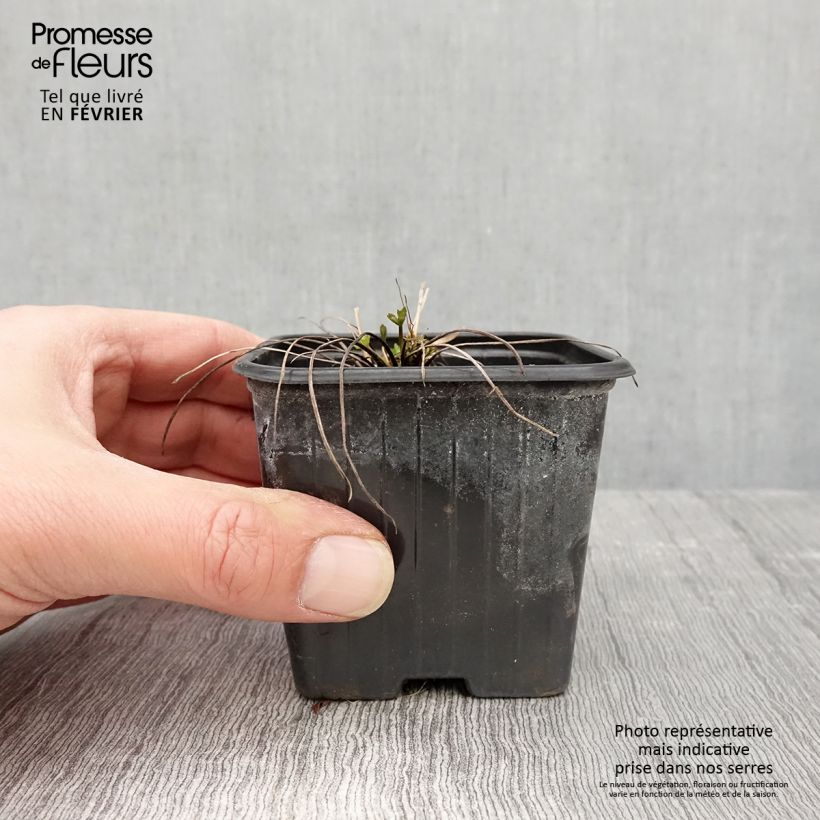 Ranunculus acris - Ranuncolo comune Vasetto da 7/8 cm esemplare consegnato in inverno