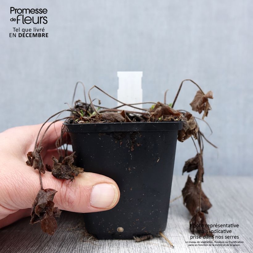Esemplare di Ranunculus acris Multiplex - Ranuncolo doppio Vasetto da 8/9 cm come consegnato in autunno