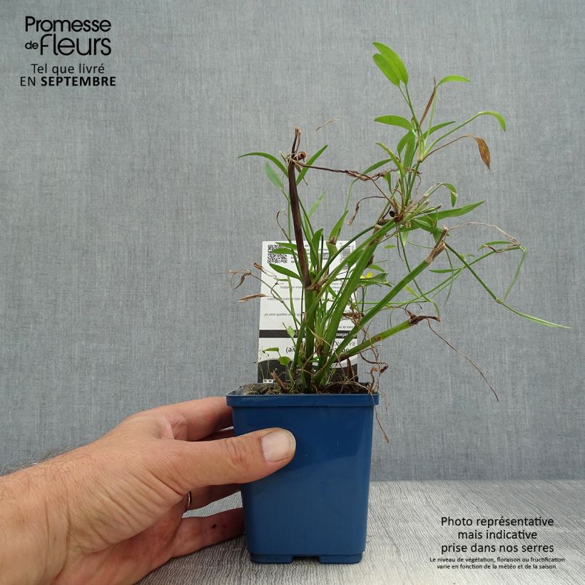 Esemplare di Ranunculus flammula - Ranuncolo delle passere Vasetto da 8/9 cm come consegnato in autunno